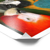 1組のMacaws キスをする フォトプリント (角)