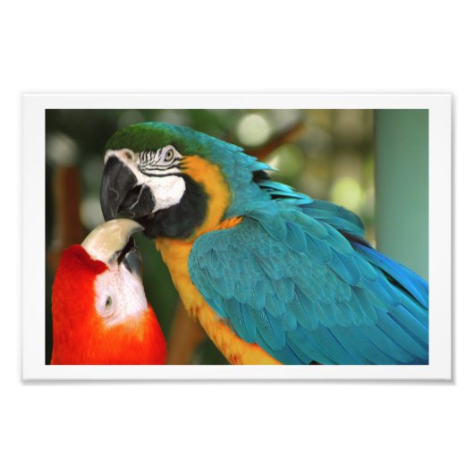 1組のMacaws キスをする フォトプリント (正面)