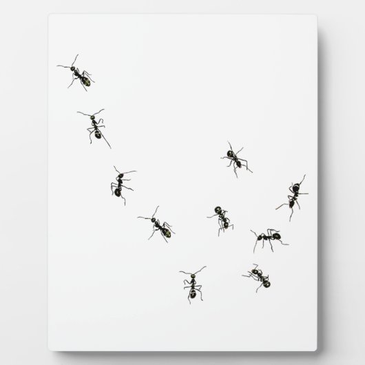 10アリのプラーク フォトプラーク (正面)