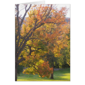 10月のサトウカエデ