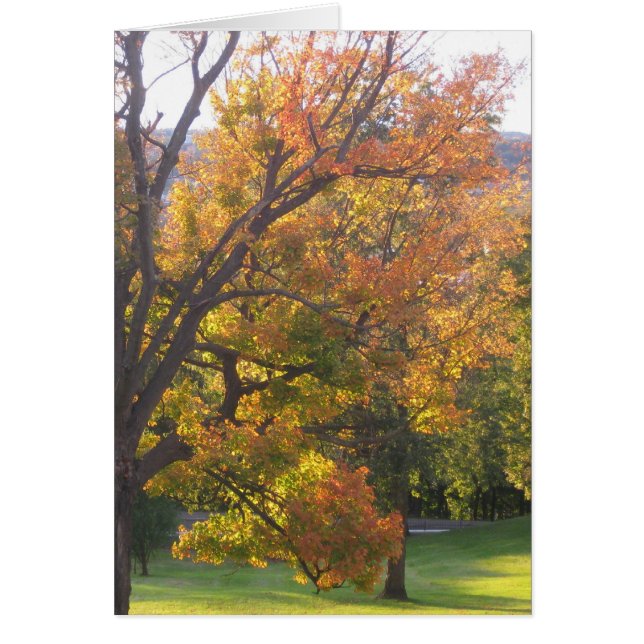 10月のサトウカエデ (正面)