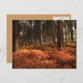 10月の光 ポストカード (正面/裏面)