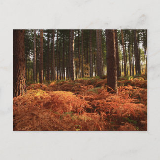 10月の光 ポストカード