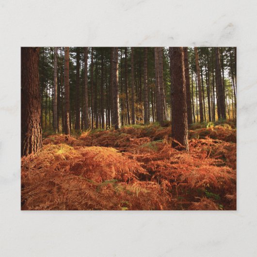 10月の光 ポストカード (正面)