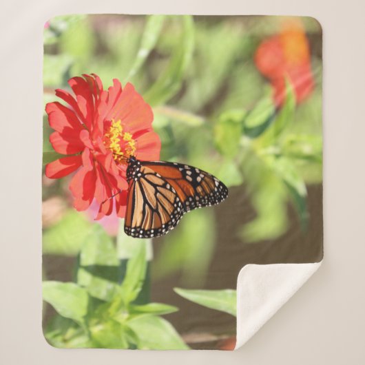 10月（昆虫）オオカバマダラ、モナーク シェルパブランケット (正面)