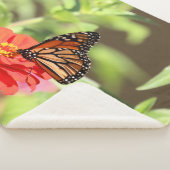 10月（昆虫）オオカバマダラ、モナーク シェルパブランケット (3/4)