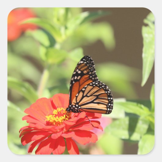 10月（昆虫）オオカバマダラ、モナーク スクエアシール (正面)