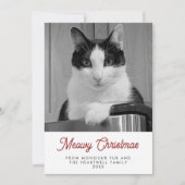 10枚の猫の写真 Meowy Christmas 楽しい シーズンカード (正面)