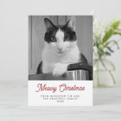 10枚の猫の写真 Meowy Christmas 楽しい シーズンカード (スタンド正面)