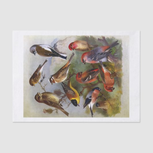 10羽の美絵を描しい鳥のヴィンテージ集 薄葉紙 (正面)