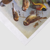 10羽の美絵を描しい鳥のヴィンテージ集 薄葉紙 (詳細)