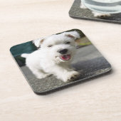 10週間の古い女性の西の高地テリア コースター (左側)