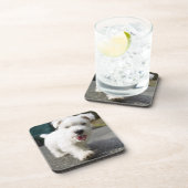 10週間の古い女性の西の高地テリア コースター (右側)