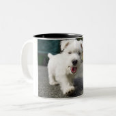 10週間の古い女性の西の高地テリア ツートーンマグカップ (正面左)