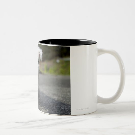 10週間の古い女性の西の高地テリア ツートーンマグカップ (右)