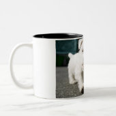 10週間の古い女性の西の高地テリア ツートーンマグカップ (左)