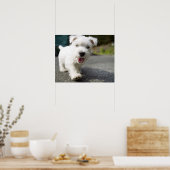 10週間の女性の西ハイランドテリア ポスター (キッチン)