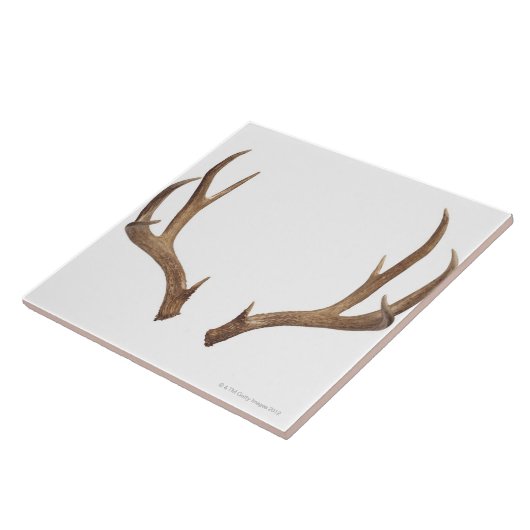 10頭のポイントシカ タイル (側面)