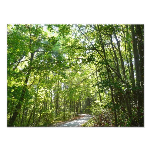 100年公園の森の道の日光 フォトプリント (正面)