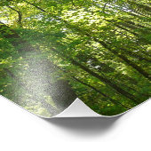 100年公園の森の道の日光 フォトプリント (角)