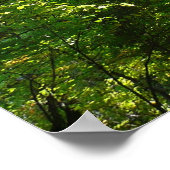 100年公園の森の道の日光 ポスター (角)