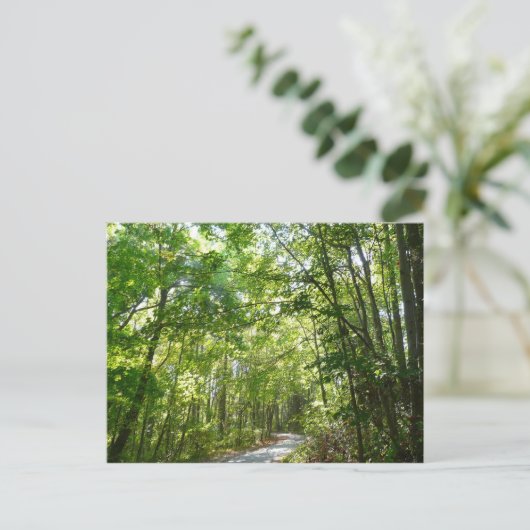 100年公園の森の道の日光 ポストカード (スタンド正面)