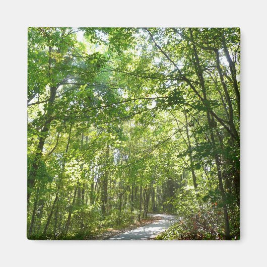 100年公園の森の道の日光 マグネット (正面)