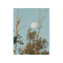 1000オークスPで満月のユーカリの木 メタルプリント