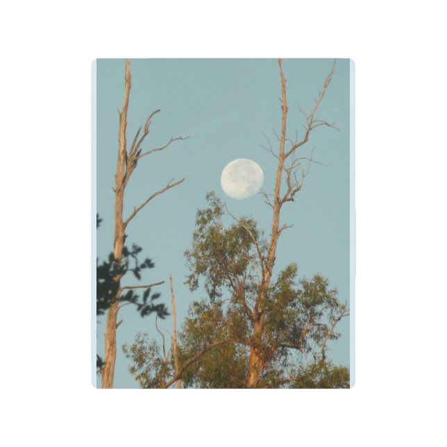 1000オークスPで満月のユーカリの木 メタルプリント (正面)