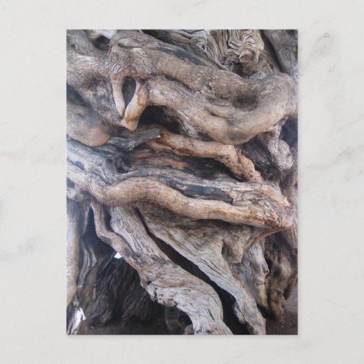 1000ジャーレテルオリベンバウム ポストカード (正面)