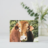 100.雄牛 ポストカード (スタンド正面)