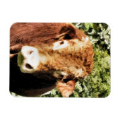 100.雄牛 マグネット (横)