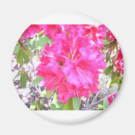 100_0292 マグネット (正面)