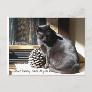 100_0305の黒い美しい、何を見ますか。 ポストカード