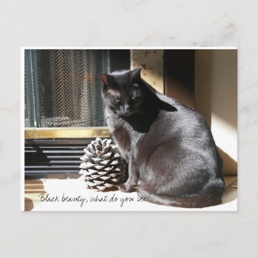 100_0305の黒い美しい、何を見ますか。 ポストカード (正面)