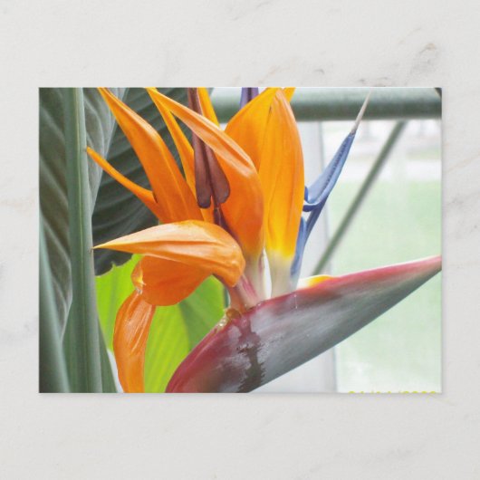 100_0344はがき – BIRD OF PARADISE ポストカード (正面)