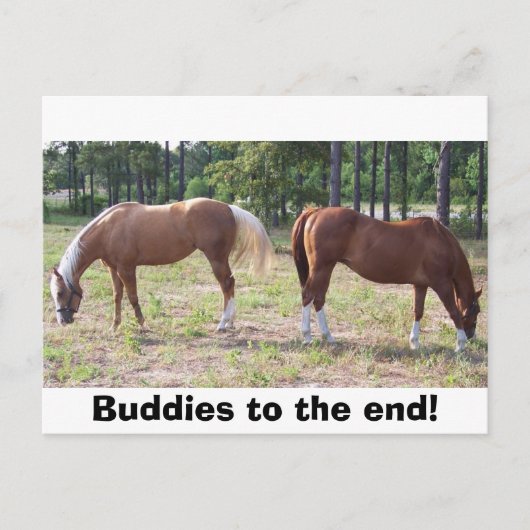 100_0350、最後にバディ! ポストカード (正面)