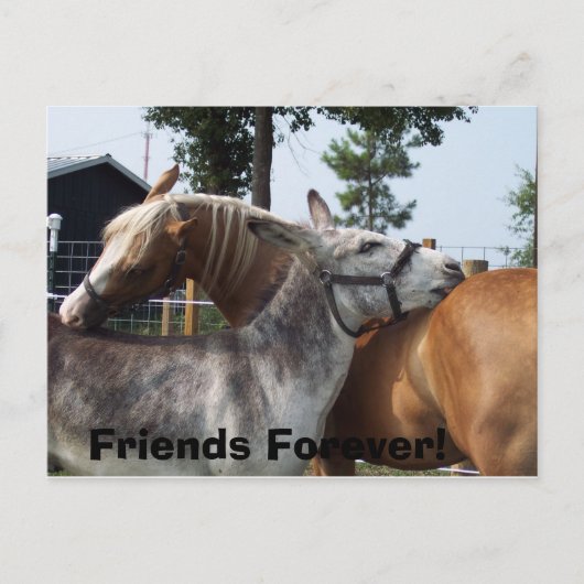 100_0424、永遠の友だち！ ポストカード (正面)