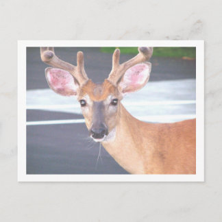 100_0606 ポストカード