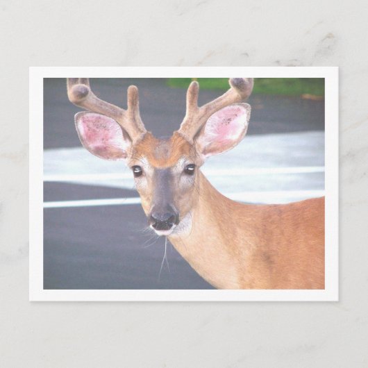 100_0606 ポストカード (正面)