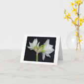 100_1530アマリリス2007年 カード (黄色い花)