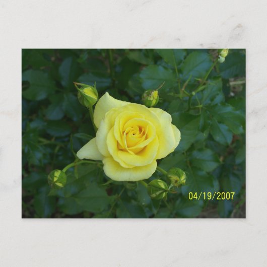 100_3464 ポストカード (正面)