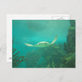 104_3660 - Sting Rayポストカード ポストカード (正面/裏面)