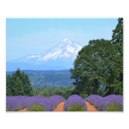 10" x 8"、Kodakプロフェッショナルフォト紙(Satin) フォトプリント