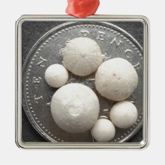 10p部分の小さい化石の雲丹 メタルオーナメント