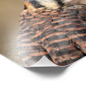 10x8アメリカンケストレル フォトプリント            (角)