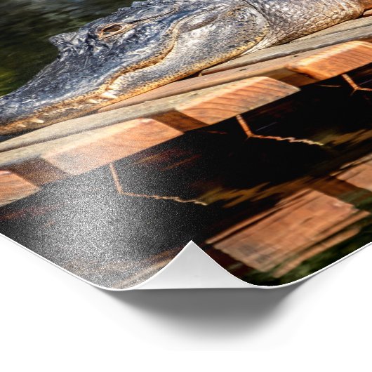 10x8アリゲーターアットホモササ春野生生物州 フォトプリント (角)