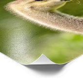 10x8カナダガチョウ（ゴスリング） フォトプリント            (角)