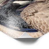 10x8カナダガチョウ フォトプリント            (角)