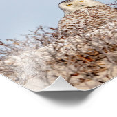 10x8スノーフクロウがビーチに座る フォトプリント (角)